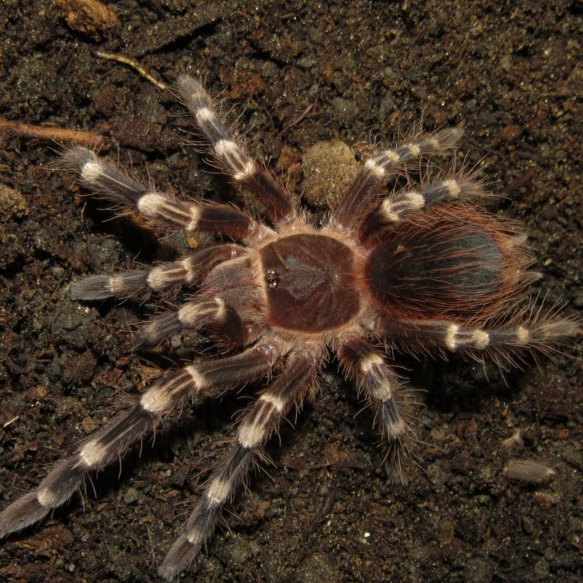 Strictly Reptiles Acanthoscurria Geniculata White Knee Tarantula 1.5 Inch