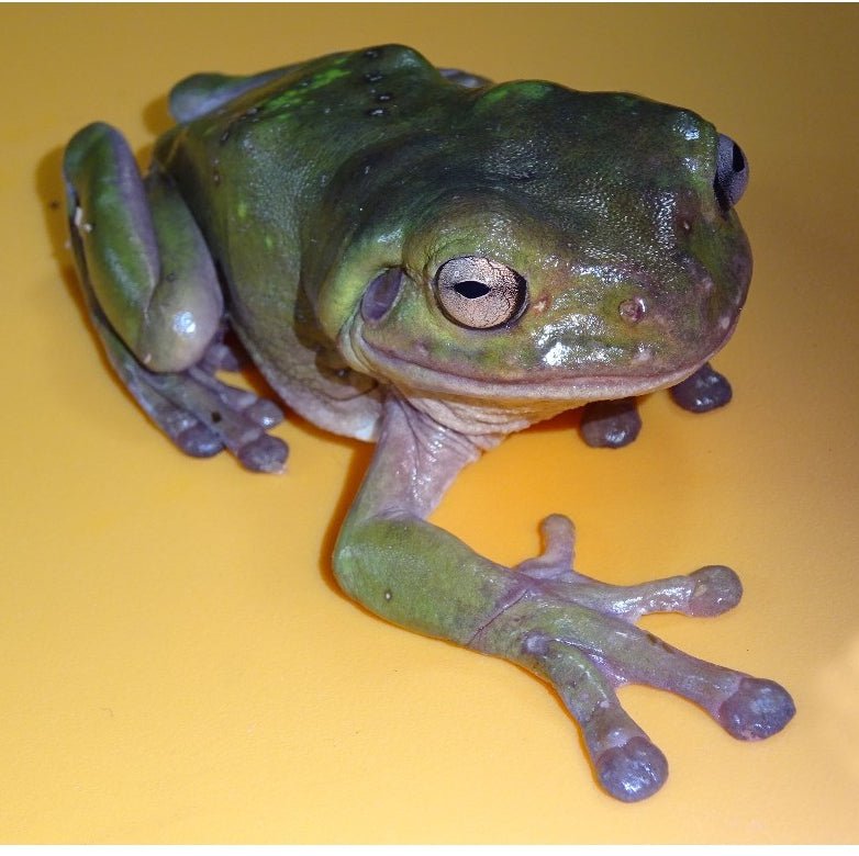 Reptile Industries White’s Tree Frog Captive Bred Baby