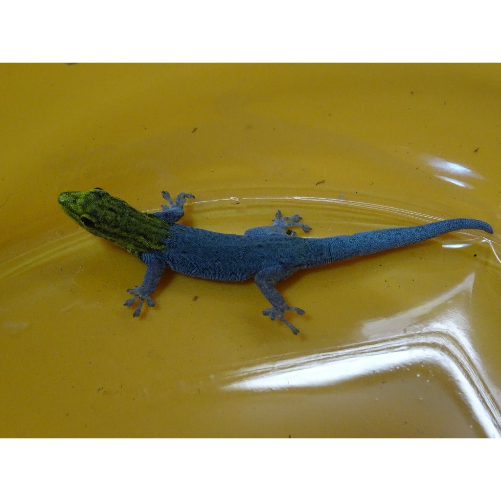 Central American Yellow Head Gecko Live Reptile Gonatodes Fuscus