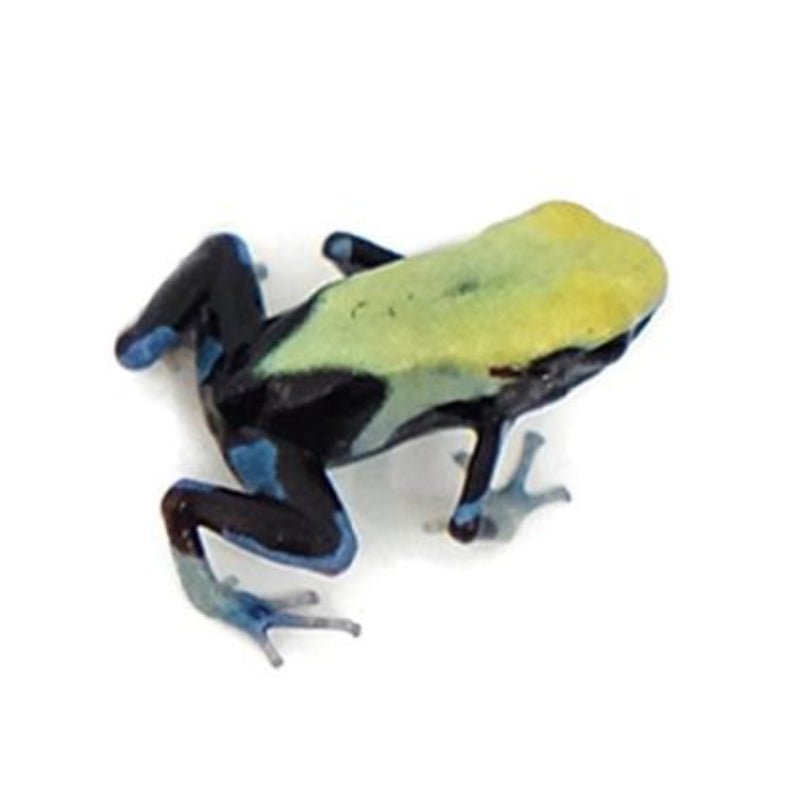 Underground Yellowback Tinctorius Dart Frog Female