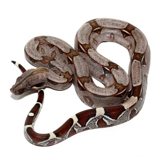 Strictly Reptiles Suriname Red Tail Boa Constrictor Snake