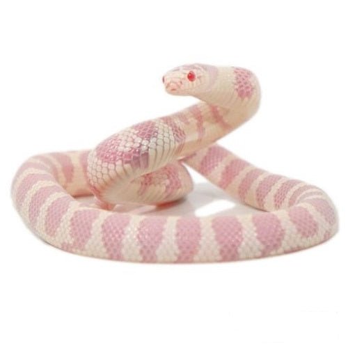 Albino California Kingsnake Live Reptile Lampropeltis Californiae