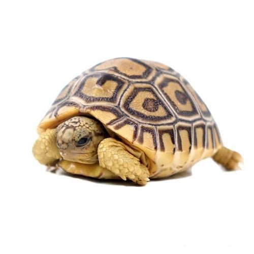 Reptile Industries Leopard Tortoise Captive Bred Baby Live Reptile