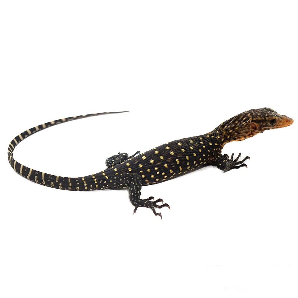 Strictly Reptiles Yellow Quince Monitor Captive Bred Baby Lizard