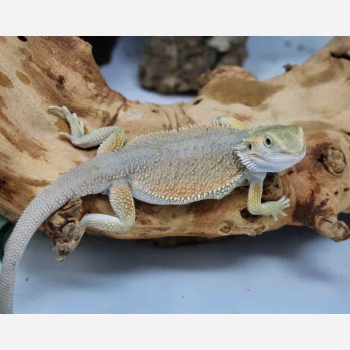 Strictly Reptiles Hypo Witblits Bearded Dragon Male