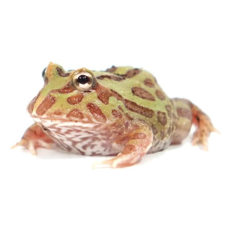 Underground Camo Pacman Frog Ceratophrys Cranwelli Live Amphibian