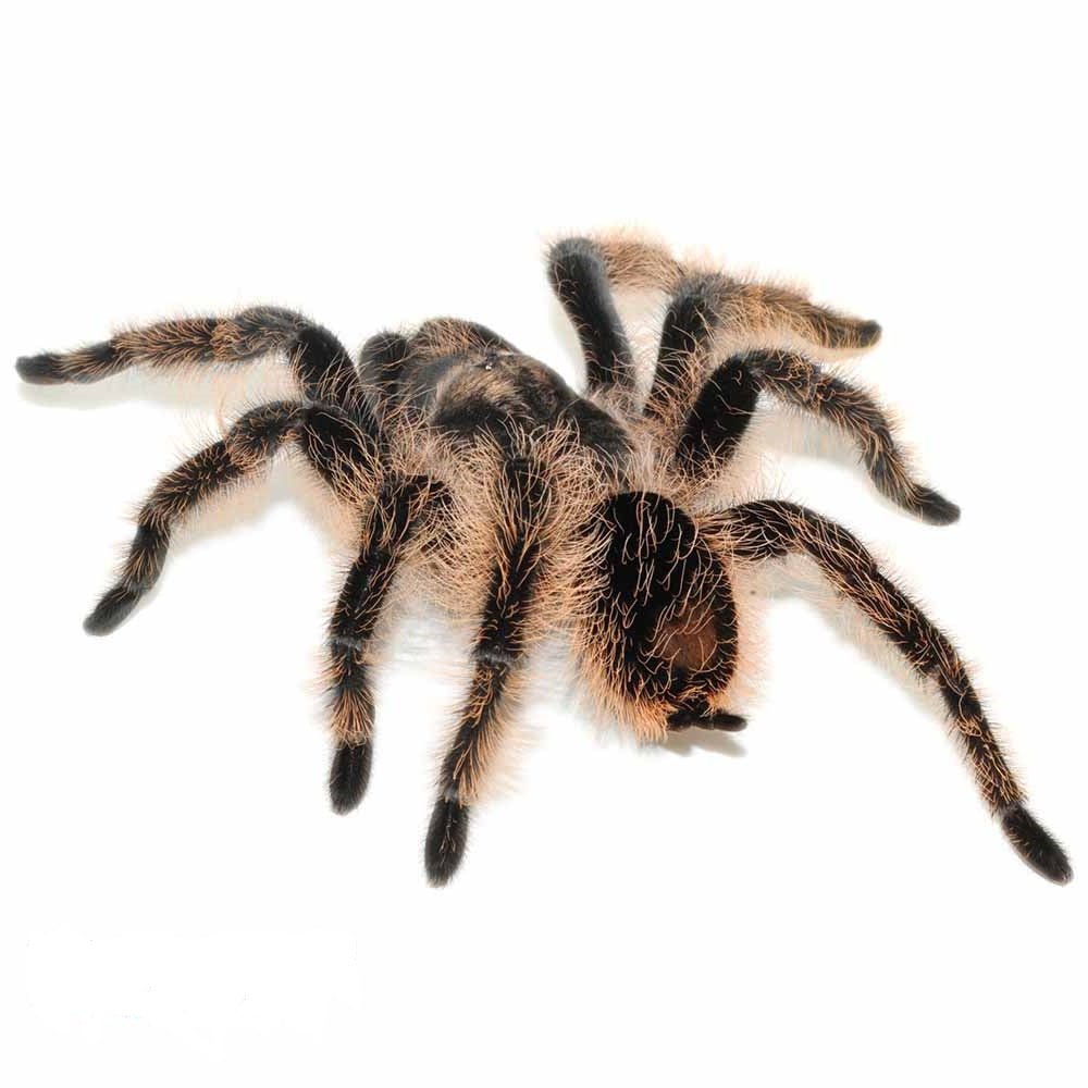 Curly Hair Tarantula Live Pet Spider Adult Specimen