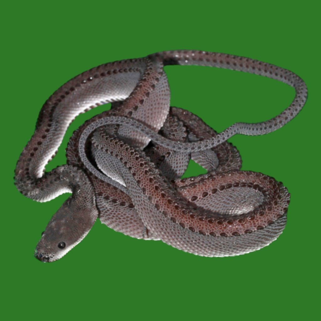 Reptile Industries Dragon Snake Medium to Large Unsexed