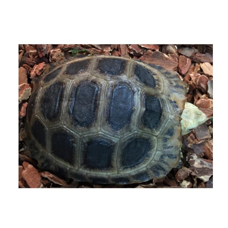 Reptile Industries Elongated X Travanacore Tortoise Captive Bred Baby