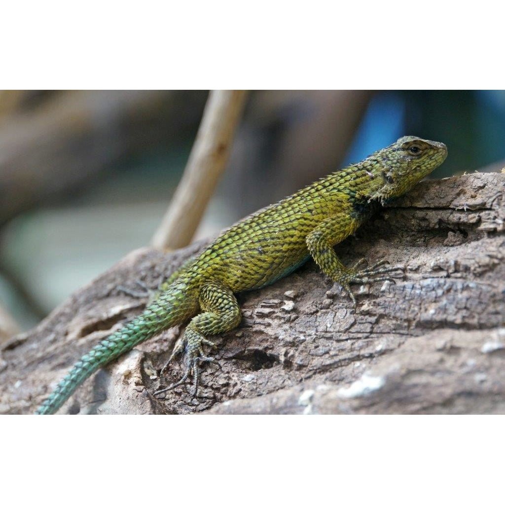 Emerald Swift Sceloporus Malachiticus Live Lizard