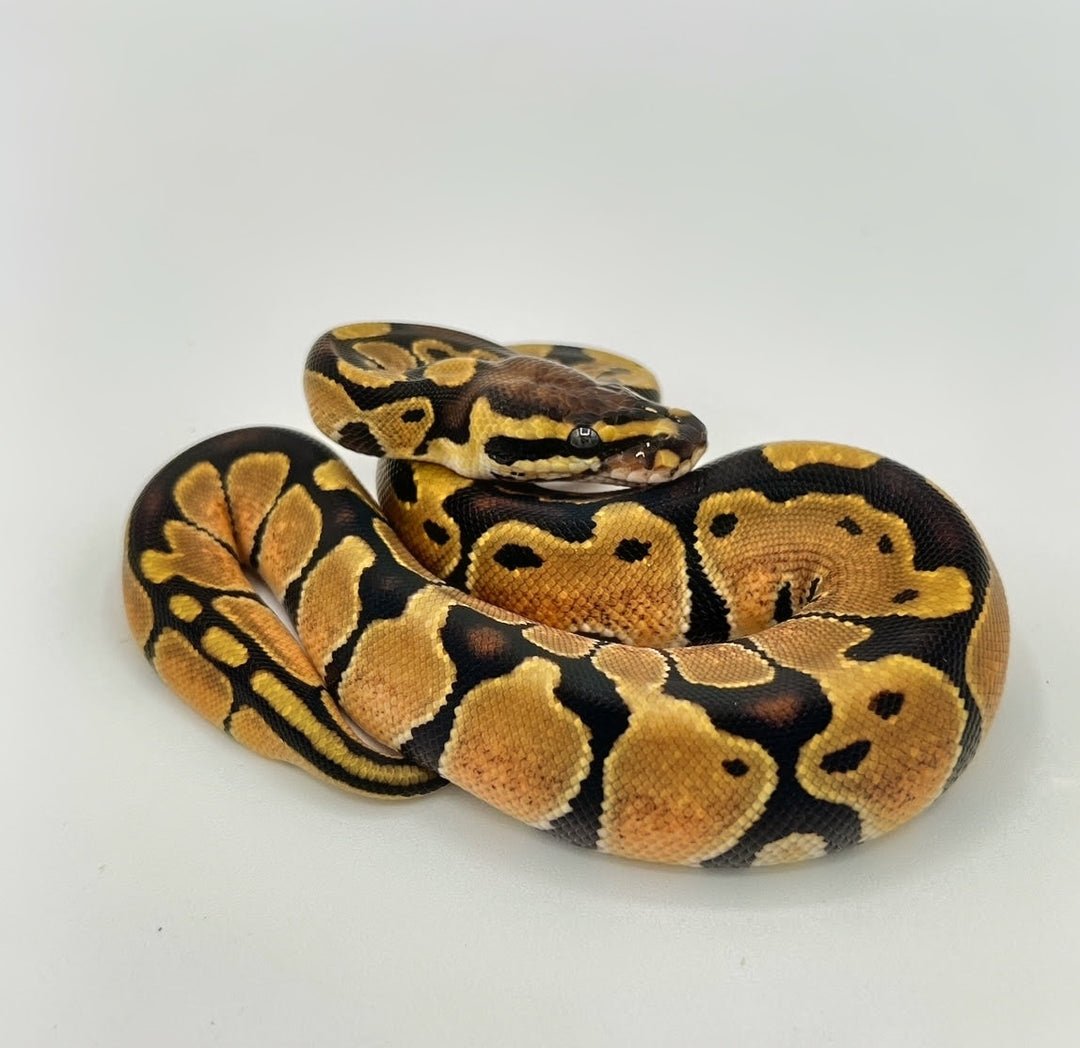 Enchi Ball Pythons