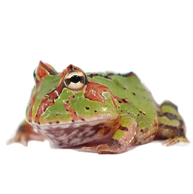 Green Fantasy Pacman Frog Captive Bred Hybrid Terrestrial Amphibian