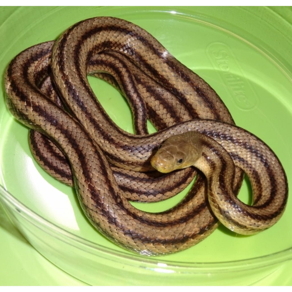 Strictly Reptiles Greenish Rat Snake Captive Bred Live Pet