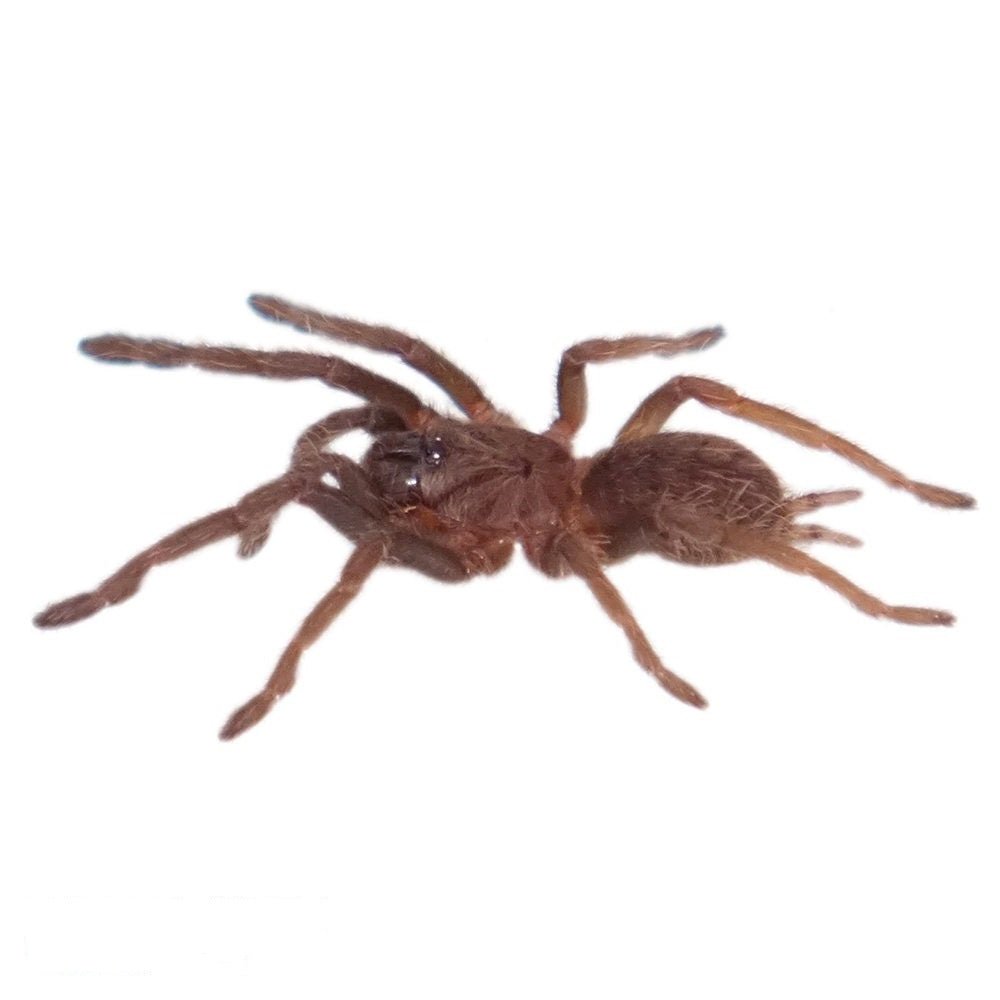 Big Apple Pet Supply Indian Violet Tarantula .75-1.25 Inch