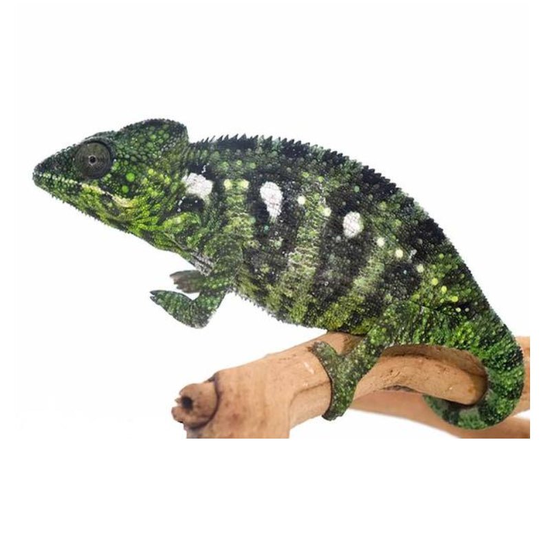 Underground Oustalet’s Chameleon Live Reptile 5 to 10 Inch