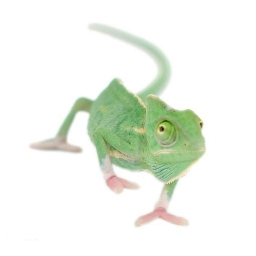 Underground Translucent Veiled Chameleon Captive Bred Reptile