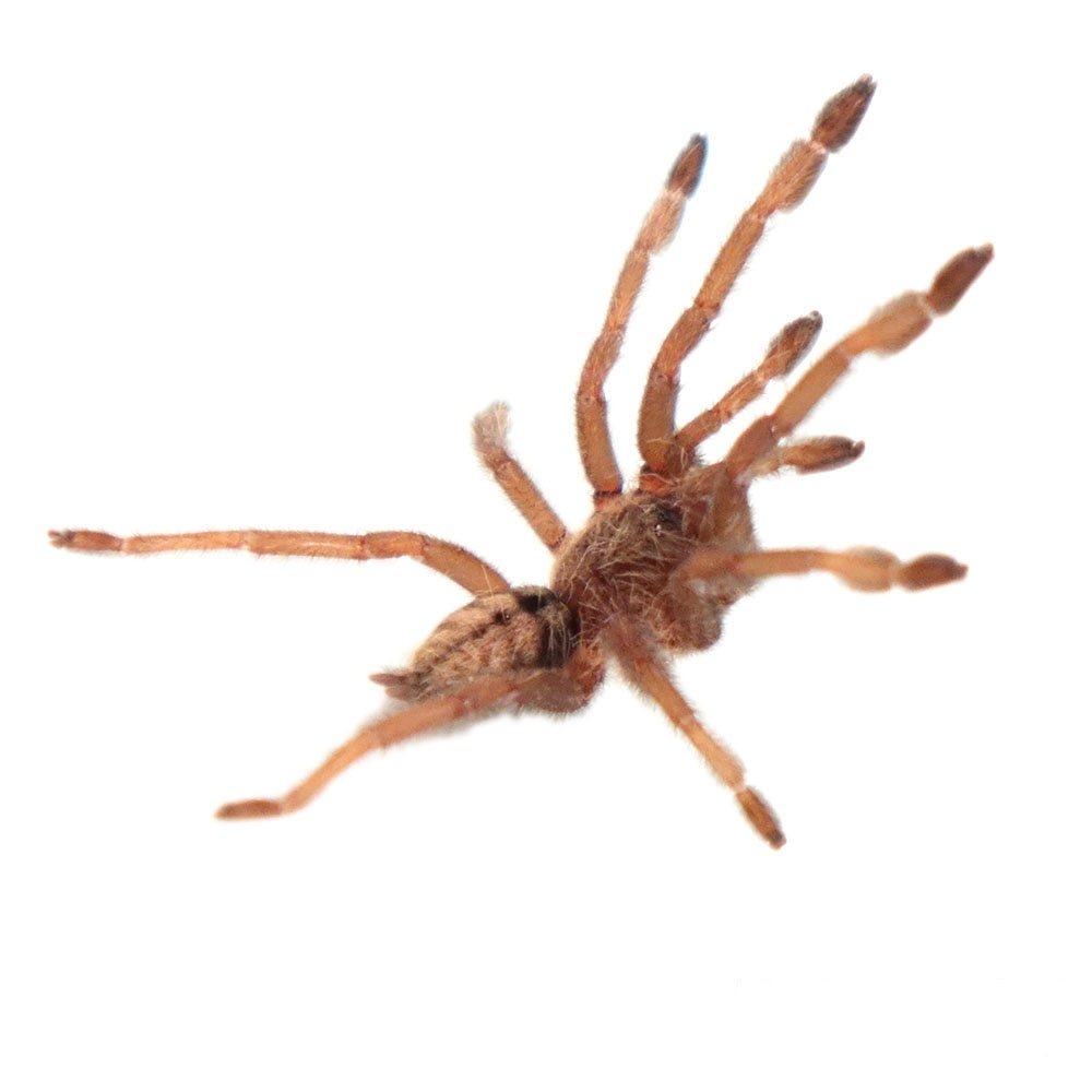 Big Apple Pet Supply Trinidad Chevron Tarantula Live Spider