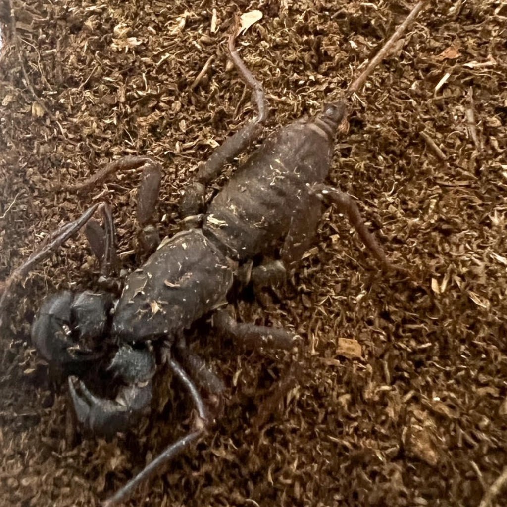 Vinegaroons Mastigoproctus Giganteus Live Invertebrate Pet