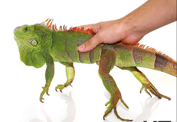 2-3 Foot Green Iguana