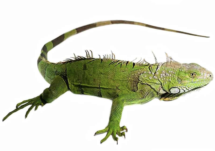 4-5 Foot Green Iguana