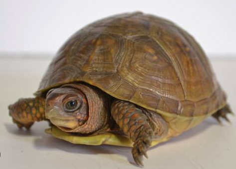3 Toed Box Turtle