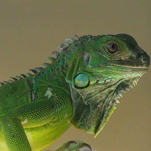 5-6 Foot Green Iguana