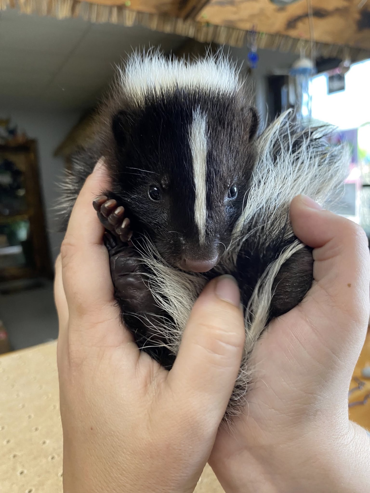 Skunks