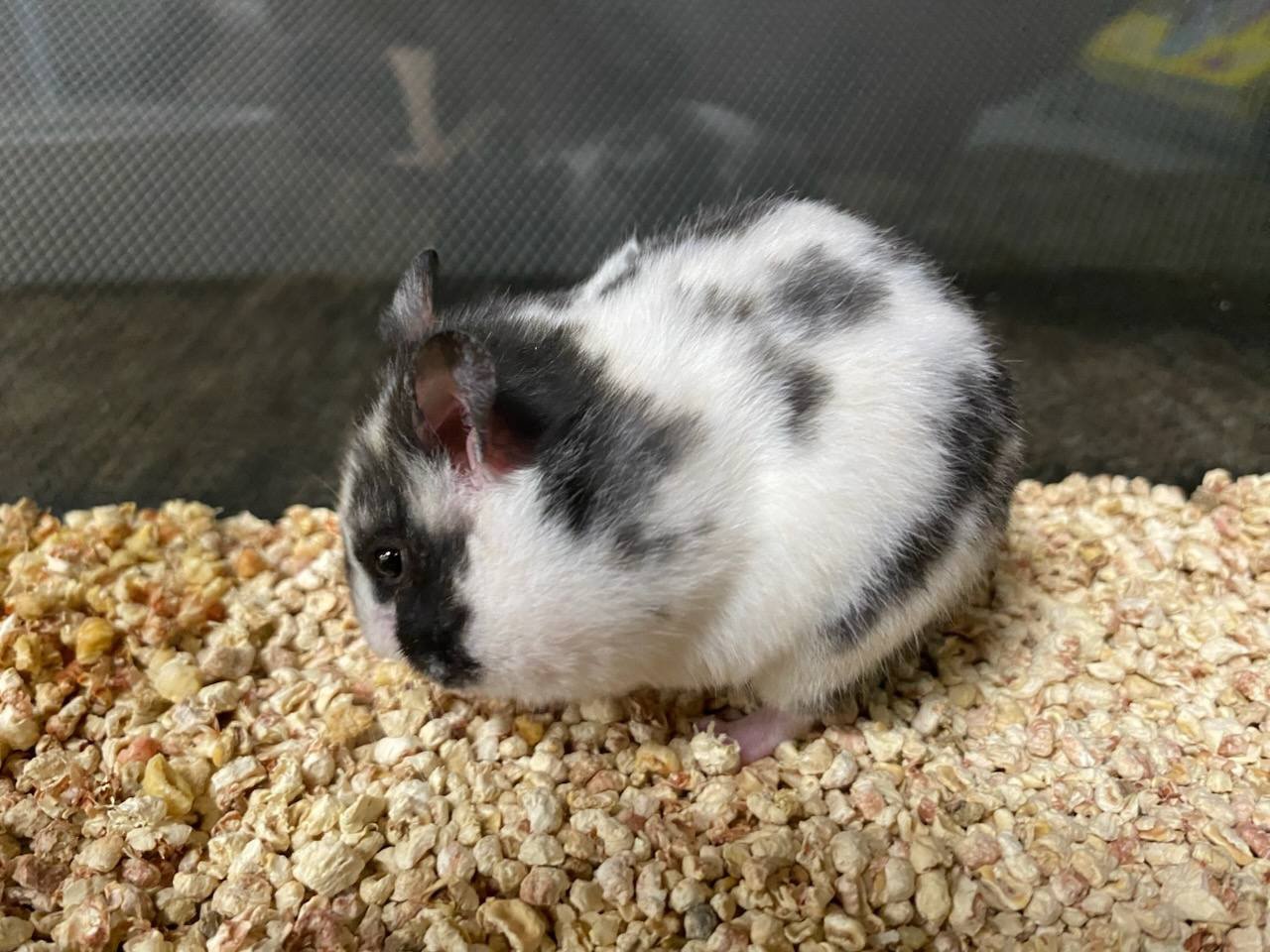 Dalmatian Bear Hamster