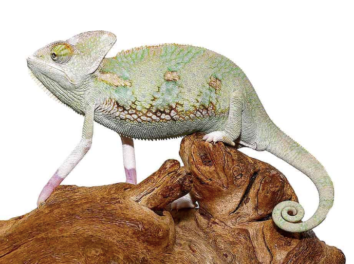 Translucent Veiled Chameleon (6-8 Inch)