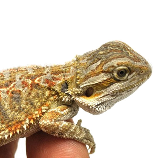 Strictly Reptiles Normal Bearded Dragon 5-6 Inch Well Started