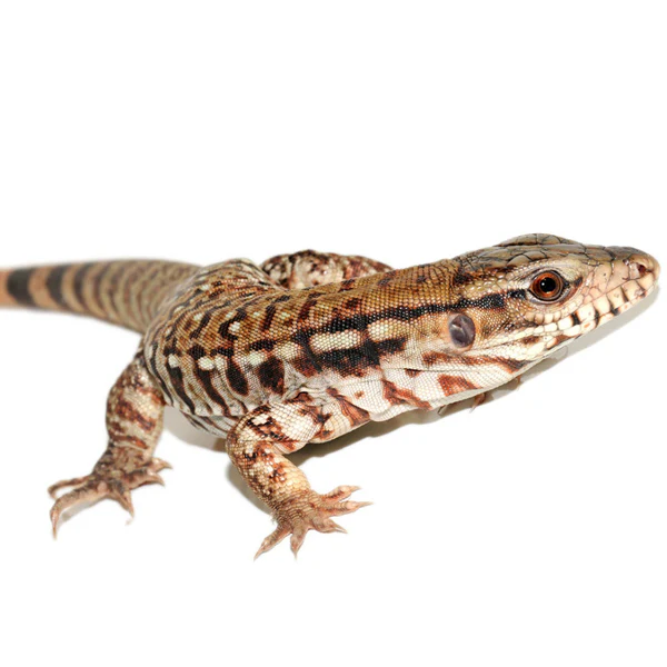 Red Tegus