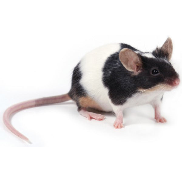 Rodent Pro Frozen Mice Reptile Feeder Various Sizes