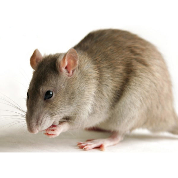 Rodent Pro Frozen Feeder Rats for Snakes and Reptiles