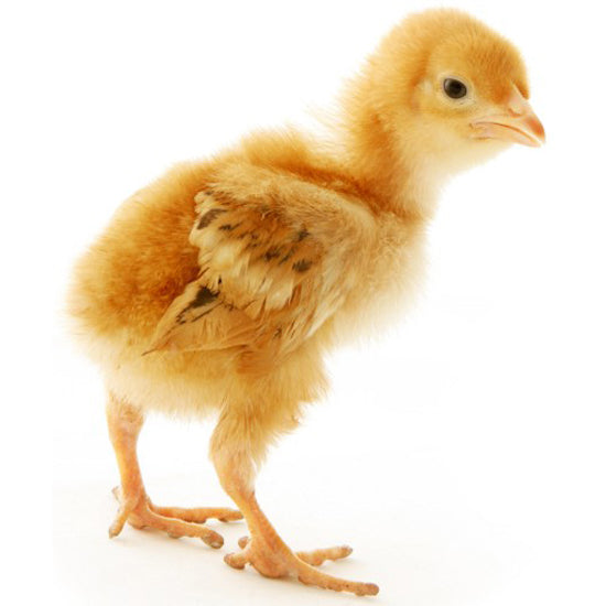 RodentPro Frozen Feeder Chicks for Reptiles and Raptors