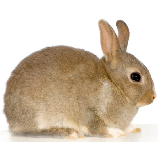Rodent Pro Frozen Feeder Rabbits for Reptiles and Predators