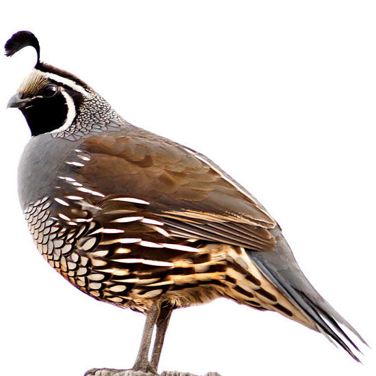 Rodent Pro Frozen Quail Feeder for Reptiles and Raptors