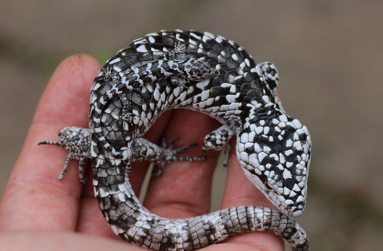 Abronia Deppii