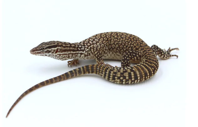 Ackie Monitor