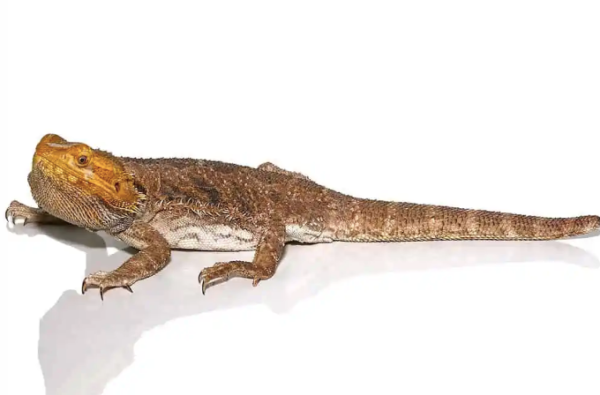 Adult Citrus Blue Bar Bearded Dragon