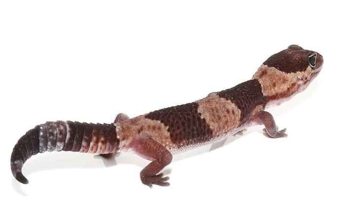 African Fat Tail Gecko