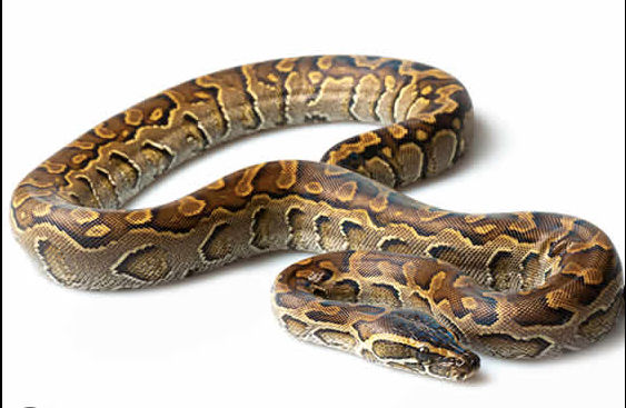 African Rock Python