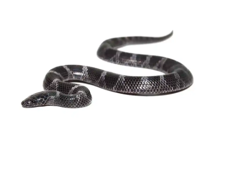African Wolf Snake