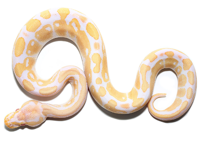 Albino Ball Python