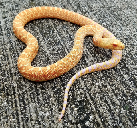 Albino Bull Snake