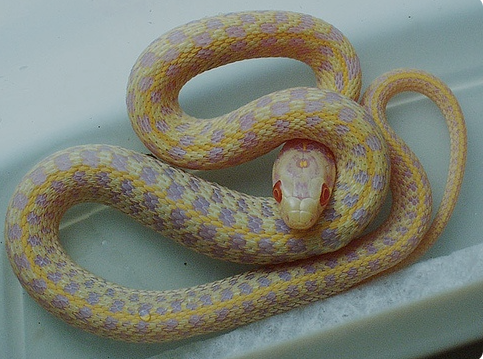 Albino Checkered Garter Snake