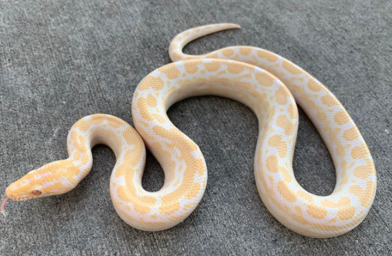 Albino Columbian Boa