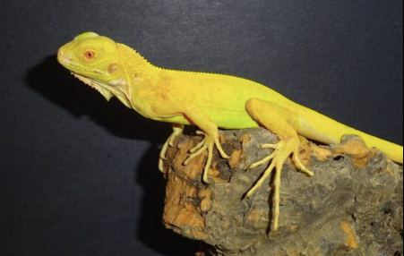 Albino Iguana