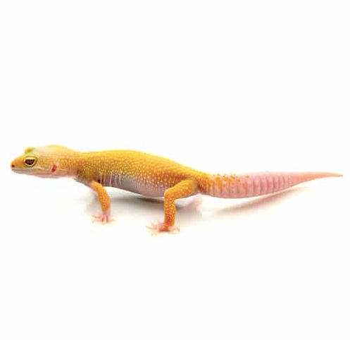 Albino Leopard Gecko