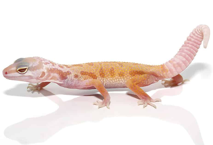 Albino Leucistic Leopard Gecko