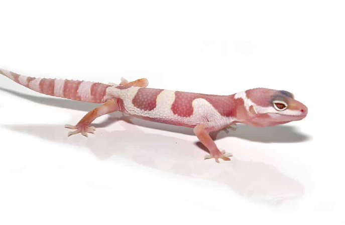 Albino Mack Snow Leopard Gecko